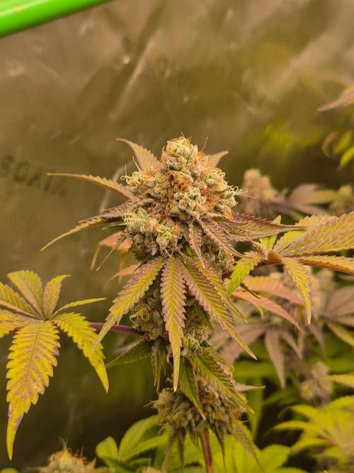 Gas Gimlet - Wizard Trees #3. Week 18