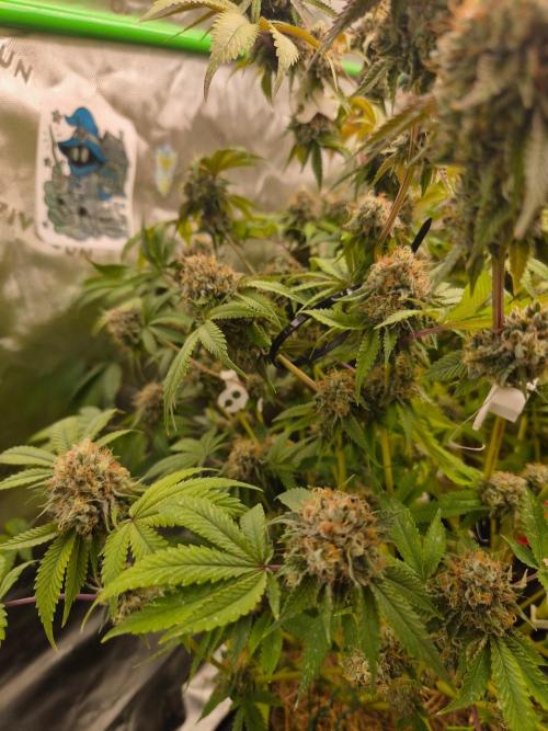 Gas Gimlet - Wizard Trees #3. Week 18