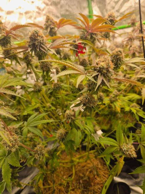 Gas Gimlet - Wizard Trees #3. Week 18