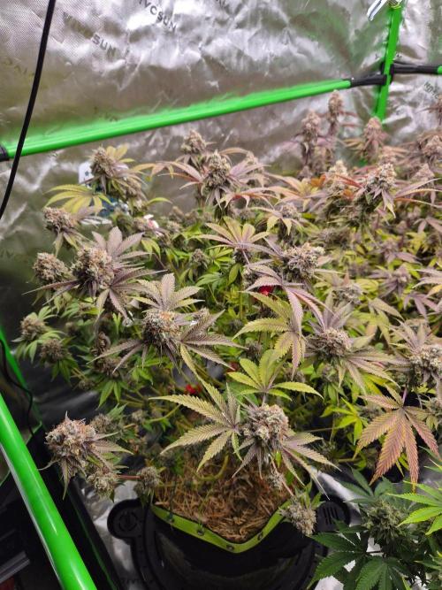 Gas Gimlet - Wizard Trees #3. Week 18