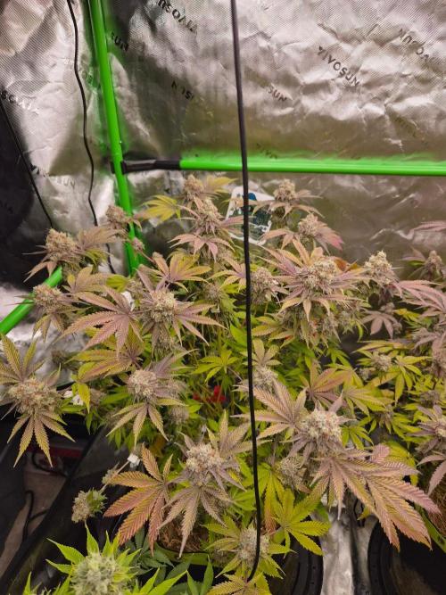 Gas Gimlet - Wizard Trees #3. Week 18