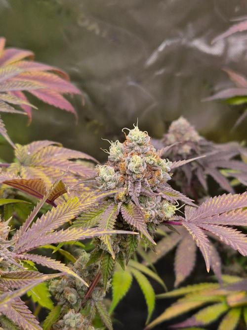 Gas Gimlet - Wizard Trees #3. Week 18