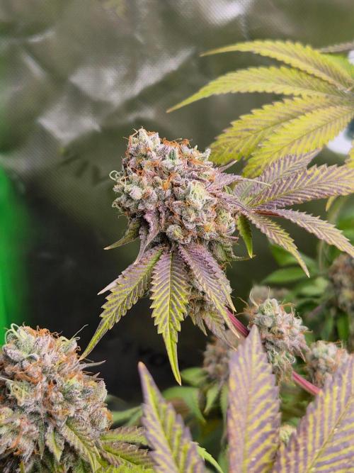 Gas Gimlet - Wizard Trees #3. Week 18
