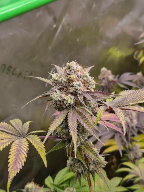 Gas Gimlet - Wizard Trees #3. Week 18