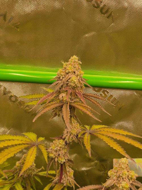 Zoapz 34 - HnnyHmp. Week 18