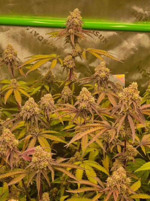 Zoapz 34 - HnnyHmp. Week 18
