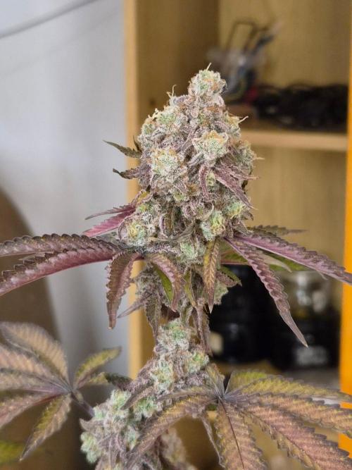 Zoapz 34 - HnnyHmp. Week 18