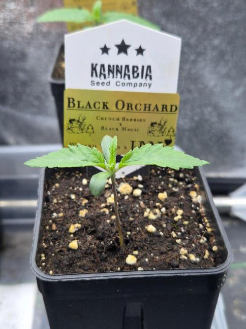 Black Orchard - Wizard Trees. Week 1