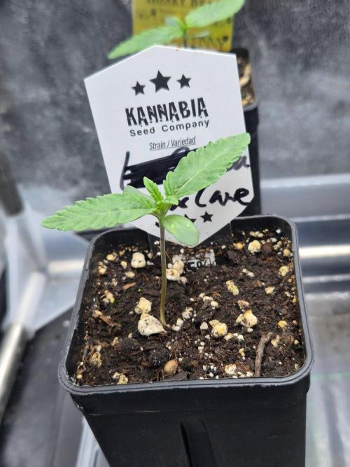 Sugar Cane. Week 1