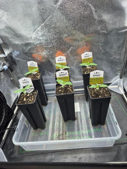 Honey Bear #3 - Humboldt Seed Company. Week 1