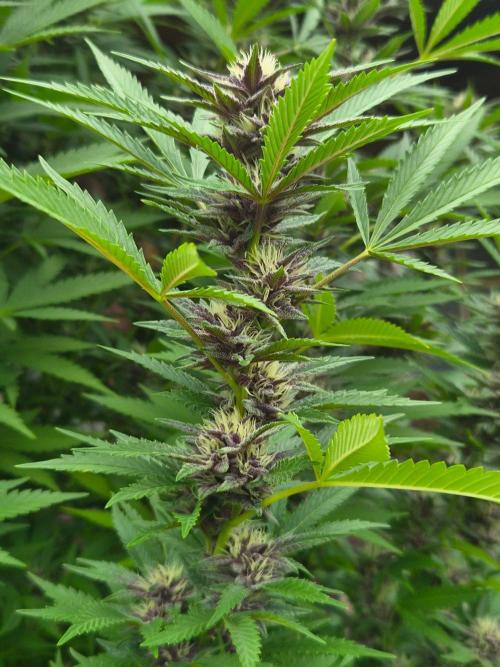 Slushberry Mintz - Outdoor vs Indoor. Week 23