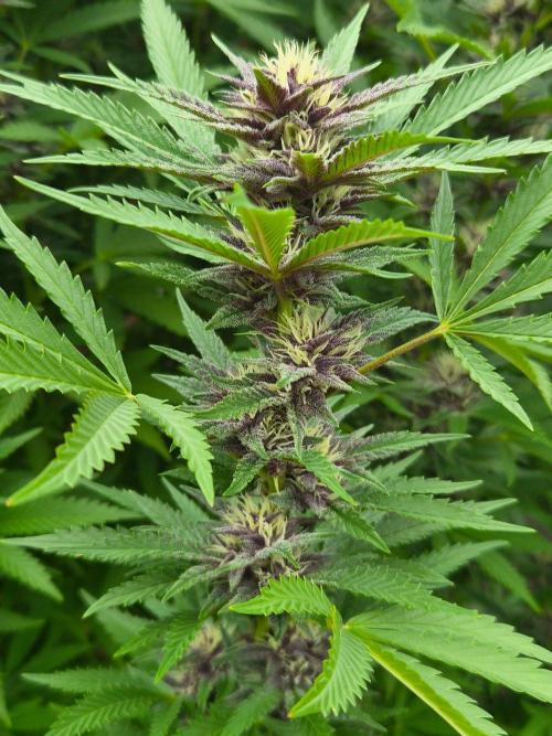 Slushberry Mintz - Outdoor vs Indoor. Week 23