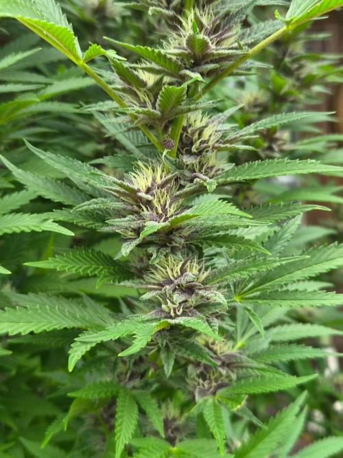 Slushberry Mintz - Outdoor vs Indoor. Week 23