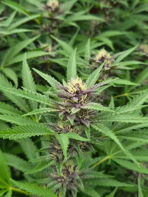 Slushberry Mintz - Outdoor vs Indoor. Week 23