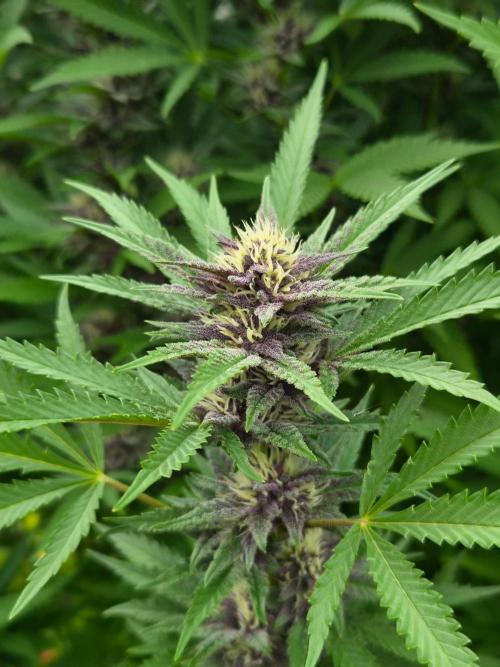 Slushberry Mintz - Outdoor vs Indoor. Week 23