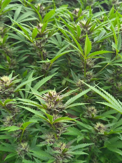 Slushberry Mintz - Outdoor vs Indoor. Week 23