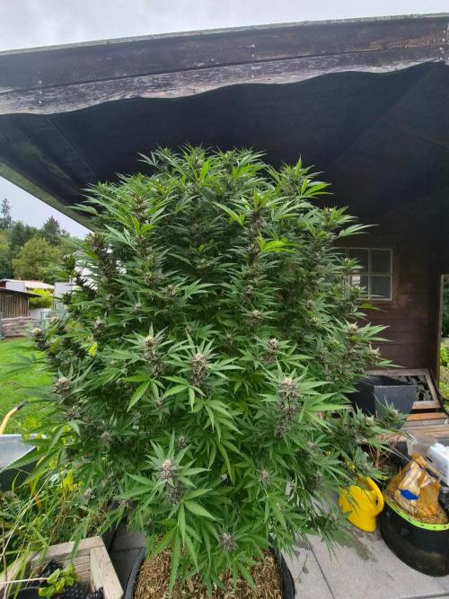 Slushberry Mintz - Outdoor vs Indoor. Week 23