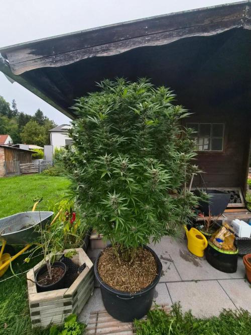 Slushberry Mintz - Outdoor vs Indoor. Week 23