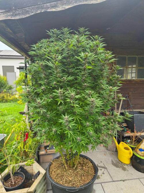Slushberry Mintz - Outdoor vs Indoor. Week 23