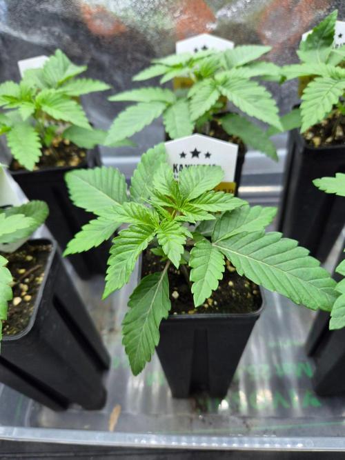 Black Orchard - Wizard Trees. Week 2