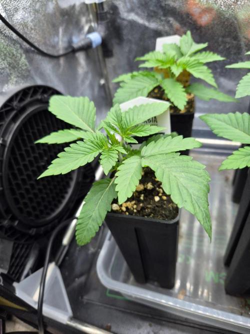 Sugar Cane #3 - In House Genetics. Week 2