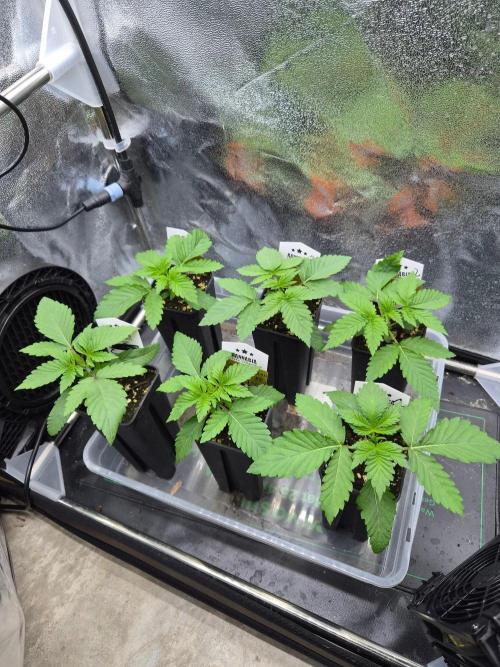 Honey Bear #1 - Humboldt Seed Company. Week 2