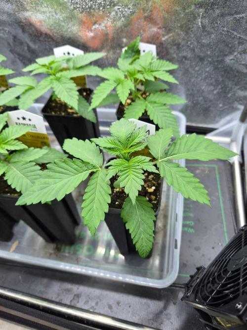 Honey Bear #1 - Humboldt Seed Company. Week 2