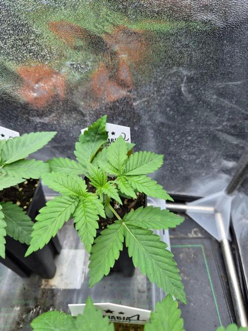 Honey Bear #2 - Humboldt Seed Company. Week 2