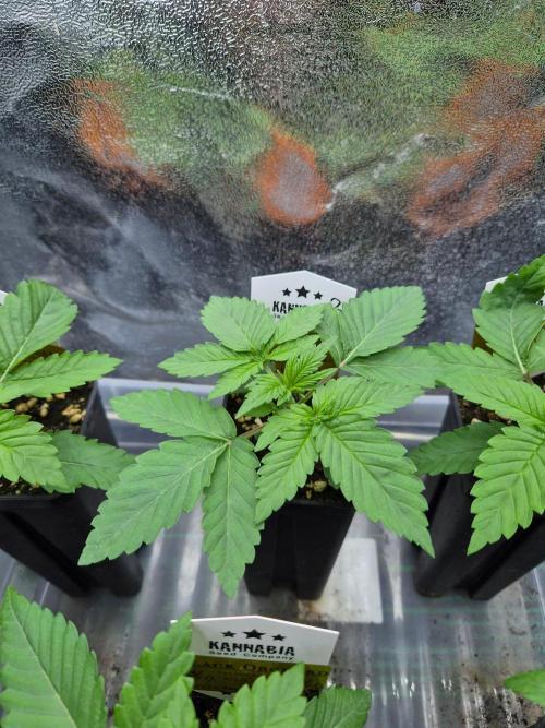 Honey Bear #3 - Humboldt Seed Company. Week 2