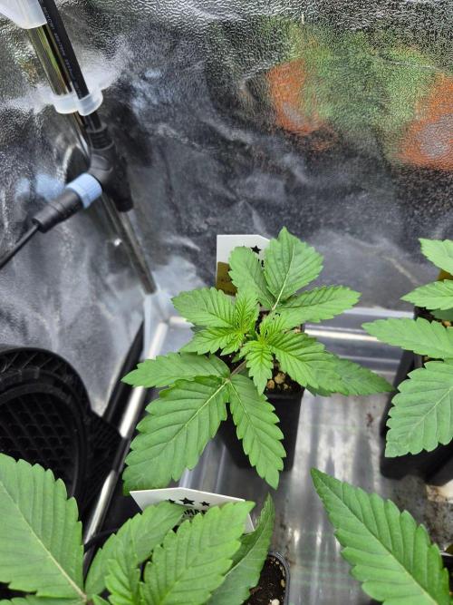 Honey Bear #4 - Humboldt Seed Company. Week 2