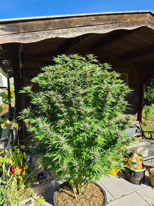 Slushberry Mintz - Outdoor vs Indoor. Week 24