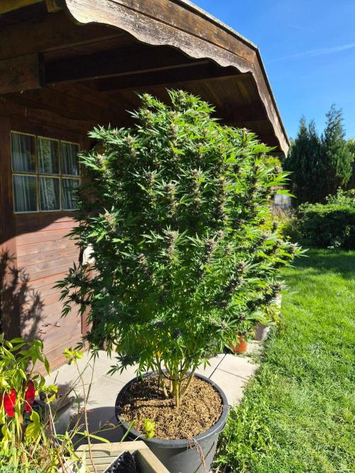 Slushberry Mintz - Outdoor vs Indoor. Week 24