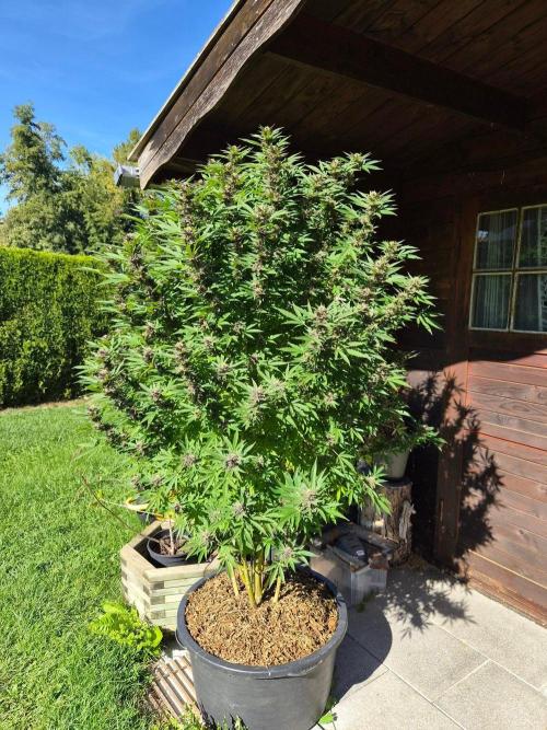 Slushberry Mintz - Outdoor vs Indoor. Week 24