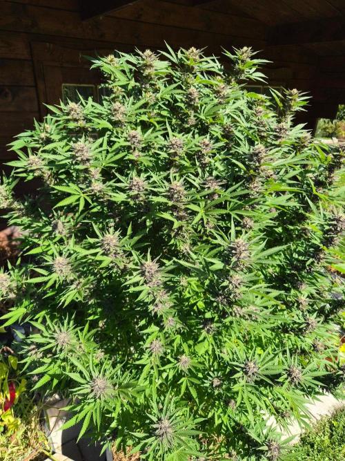 Slushberry Mintz - Outdoor vs Indoor. Week 24