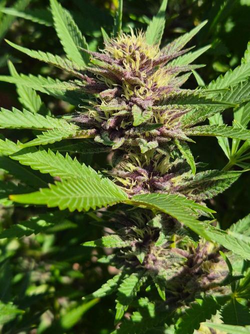 Slushberry Mintz - Outdoor vs Indoor. Week 24
