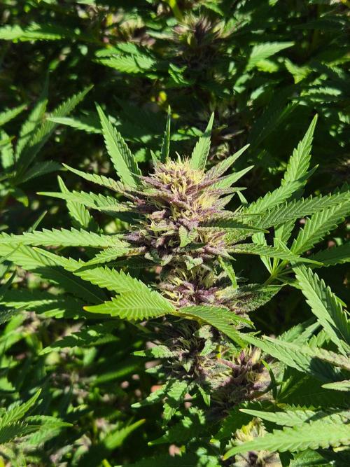 Slushberry Mintz - Outdoor vs Indoor. Week 24