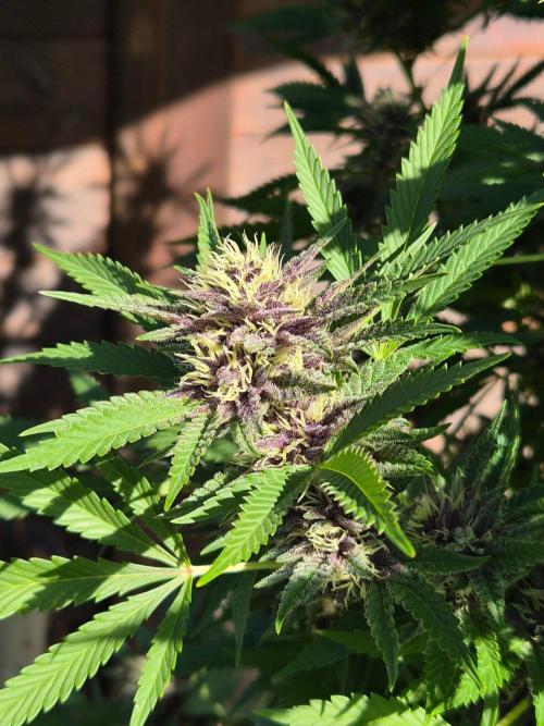 Slushberry Mintz - Outdoor vs Indoor. Week 24