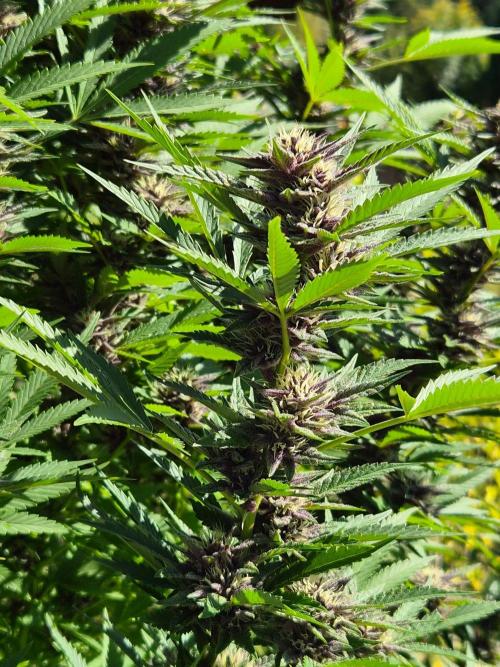 Slushberry Mintz - Outdoor vs Indoor. Week 24