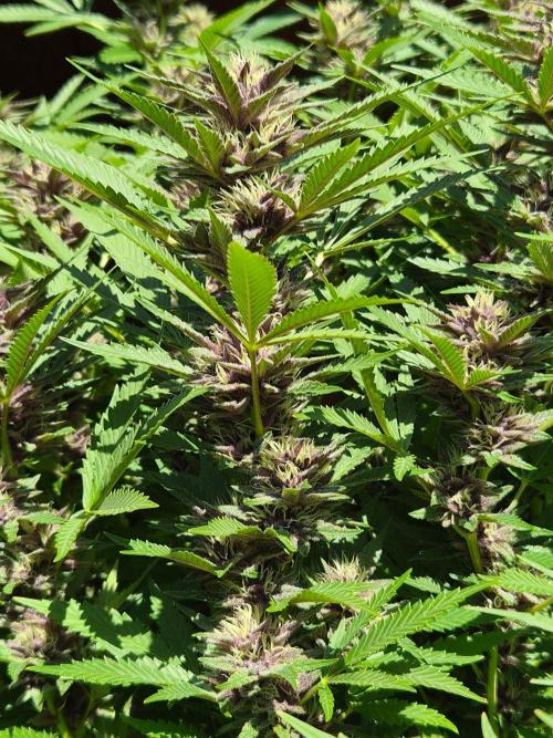 Slushberry Mintz - Outdoor vs Indoor. Week 24