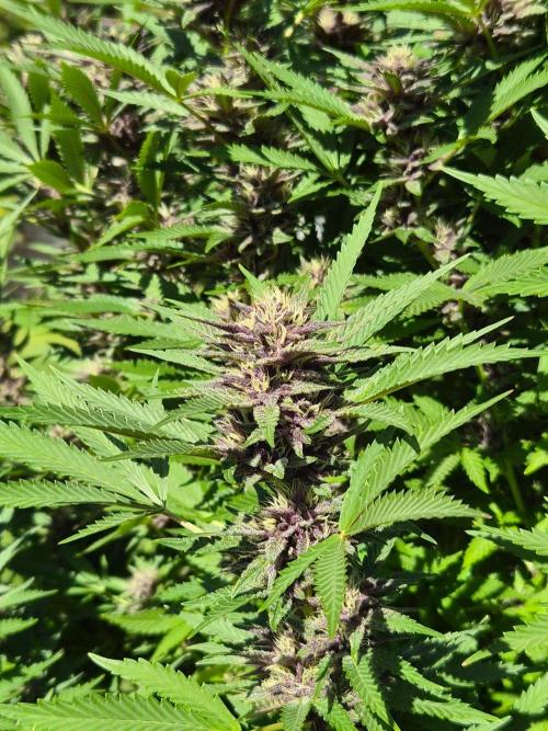Slushberry Mintz - Outdoor vs Indoor. Week 24