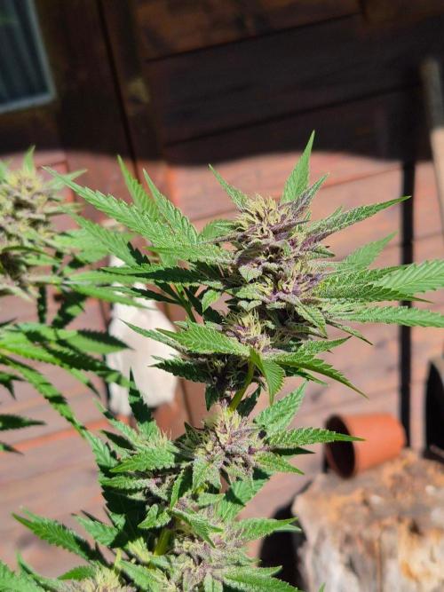 Slushberry Mintz - Outdoor vs Indoor. Week 24