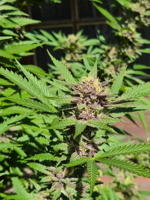 Slushberry Mintz - Outdoor vs Indoor. Week 24