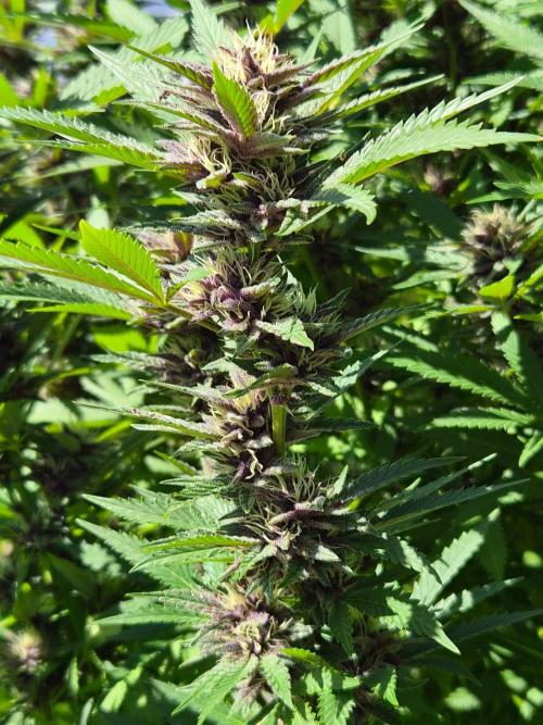 Slushberry Mintz - Outdoor vs Indoor. Week 24