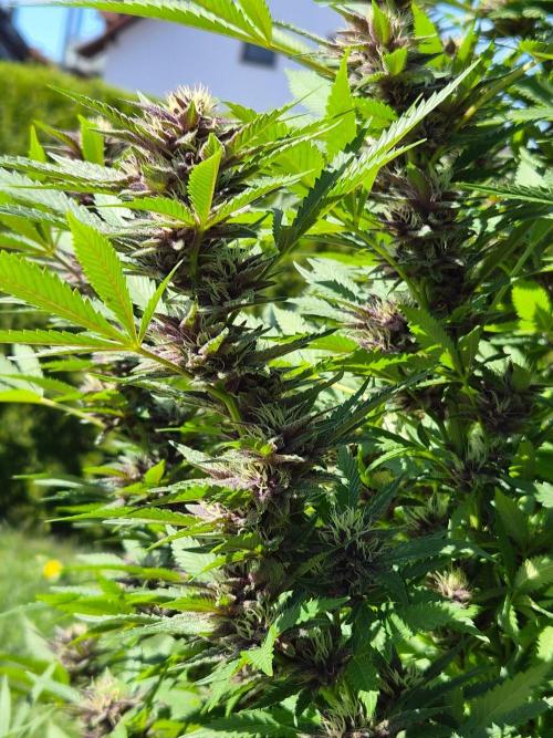 Slushberry Mintz - Outdoor vs Indoor. Week 24