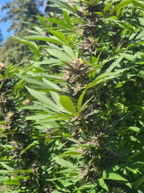 Slushberry Mintz - Outdoor vs Indoor. Week 24