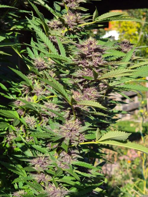 Slushberry Mintz - Outdoor vs Indoor. Week 25