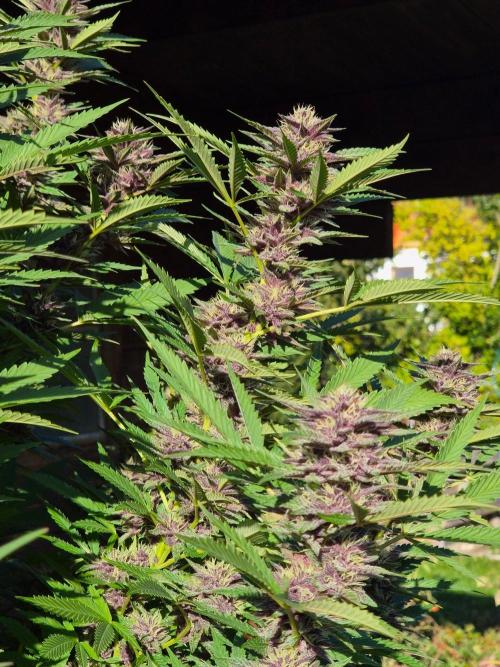 Slushberry Mintz - Outdoor vs Indoor. Week 25