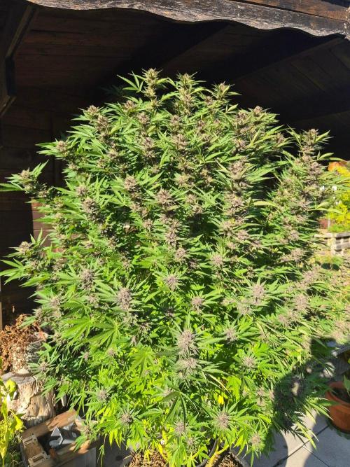 Slushberry Mintz - Outdoor vs Indoor. Week 25