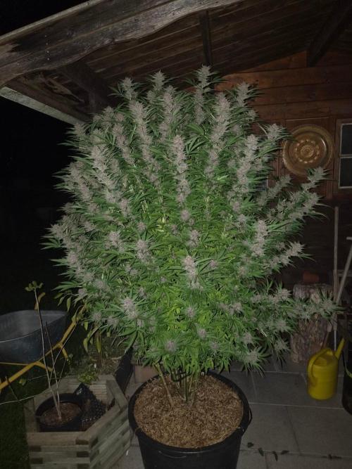 Slushberry Mintz - Outdoor vs Indoor. Week 25 - at night