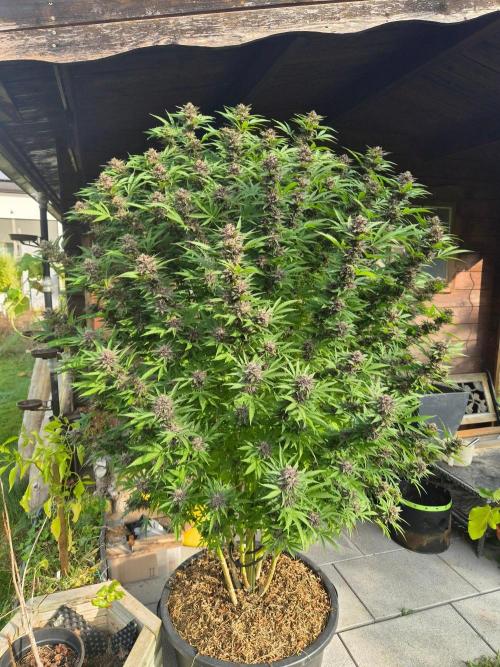 Slushberry Mintz - Outdoor vs Indoor. Week 25